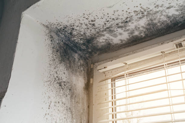Mold Removal service in Weston